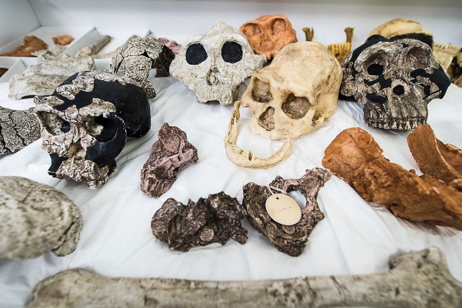 plaster- and resin-cast bones and skulls of hominins