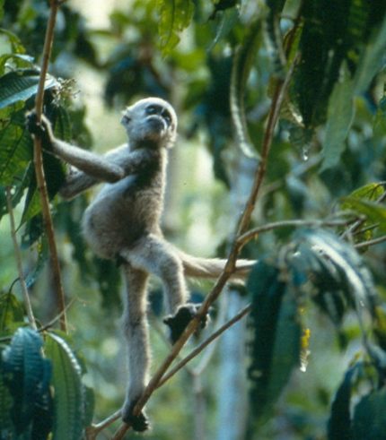 infant muriqui monkey