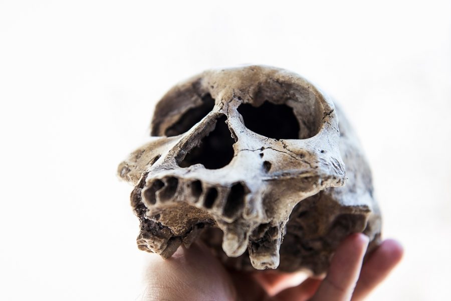 Plastic cast of Homo erectus skull