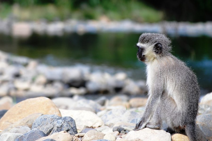 Juvenile vervet monkey